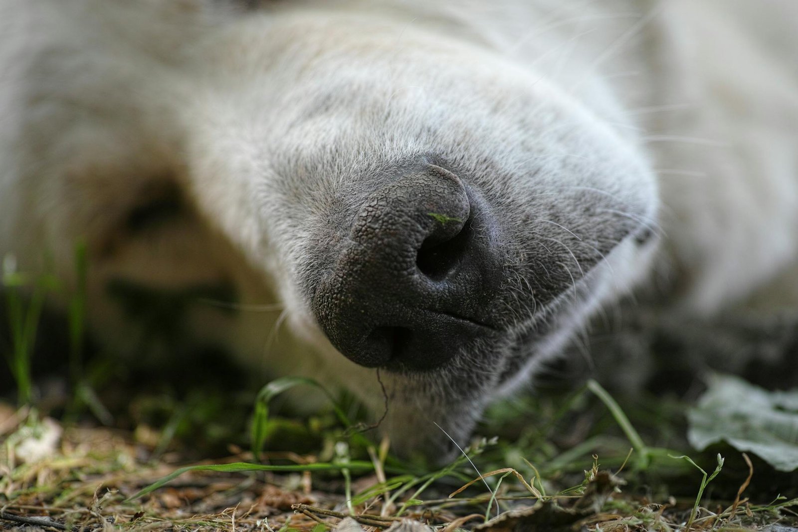 Filhote de golden retriever adorável dormindo pacificamente ao ar livre na grama