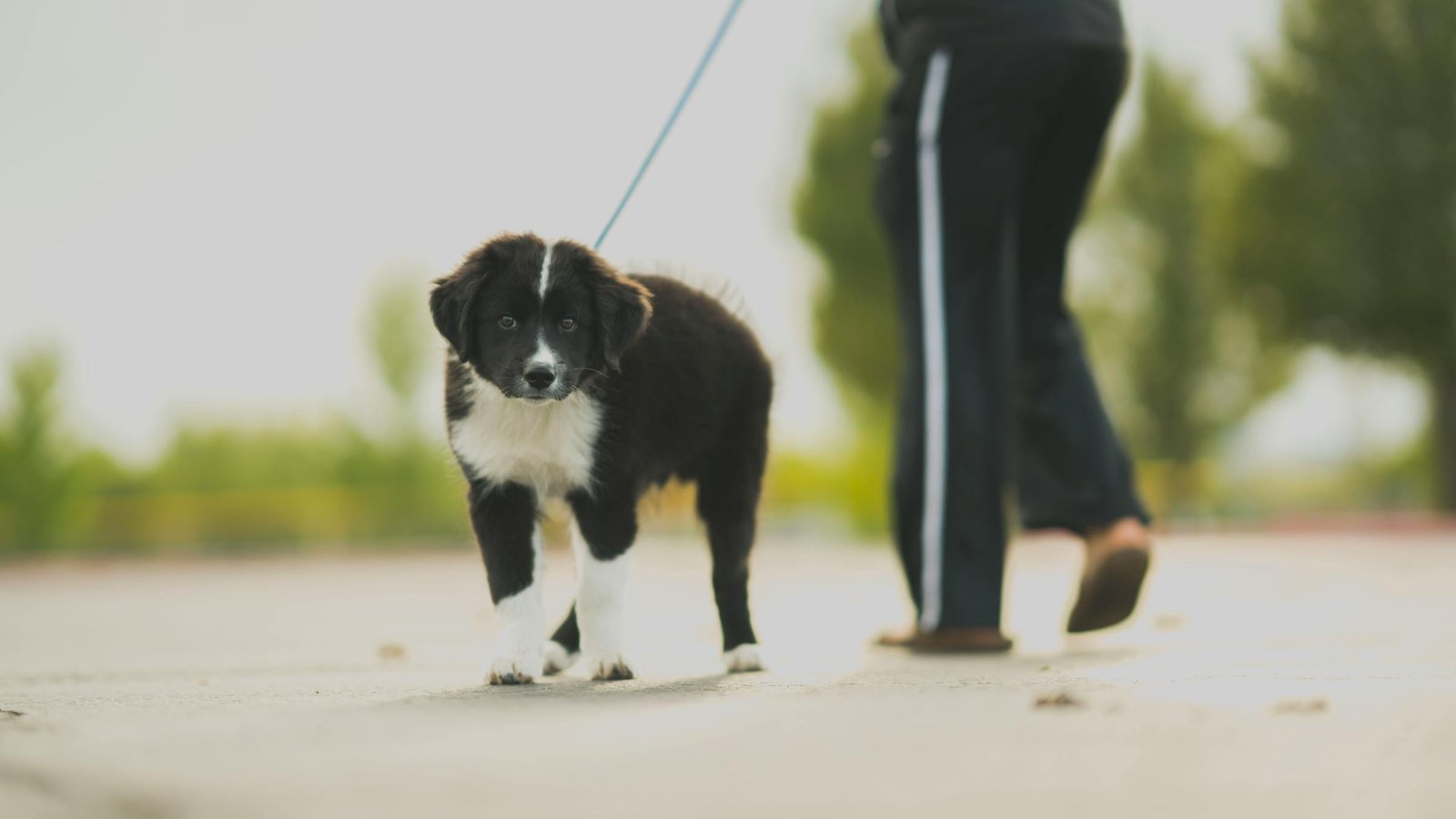 Filhote adorável de Border Collie sendo passeado ao ar livre durante o dia