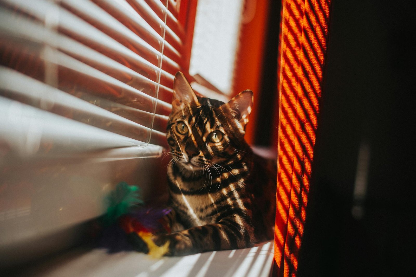 Gato Bengal descansando perto da janela ensolarada com sombras das persianas, ambiente aconchegante