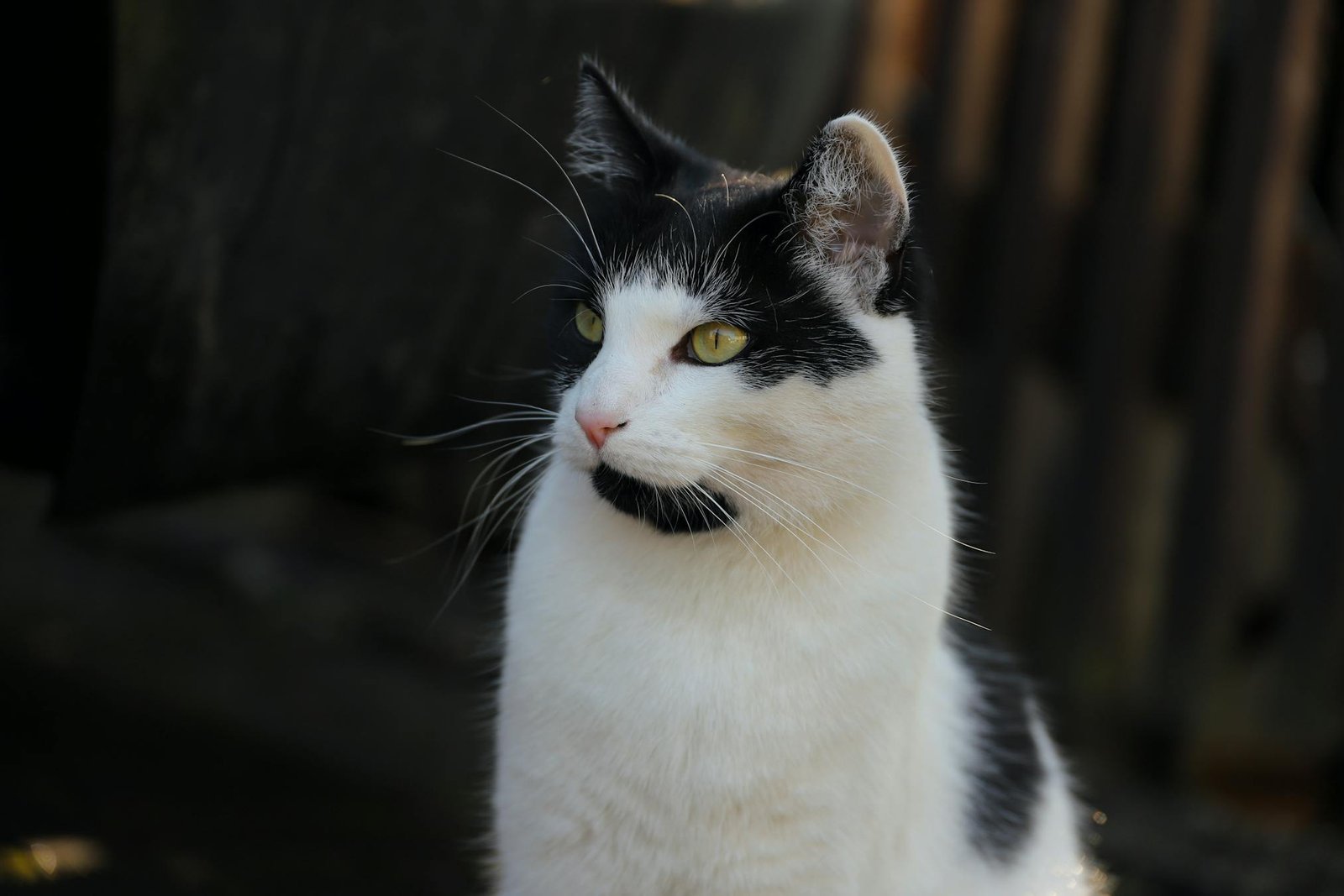 Gato European Shorthair aproveitando a luz do sol, com pelagem elegante e traços marcantes
