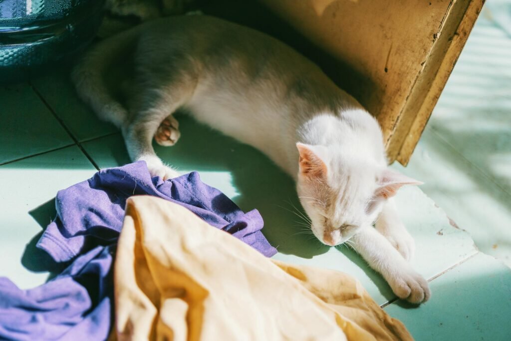 Gato branco tranquilo dormindo no chão ao lado de roupas coloridas sob a luz do sol