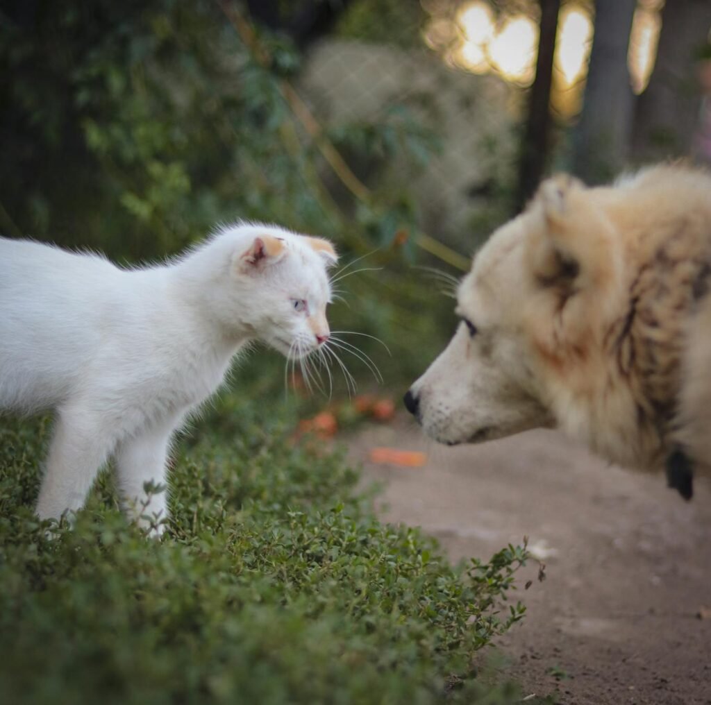 Encontro curioso entre gato branco jovem e cachorro peludo no jardim