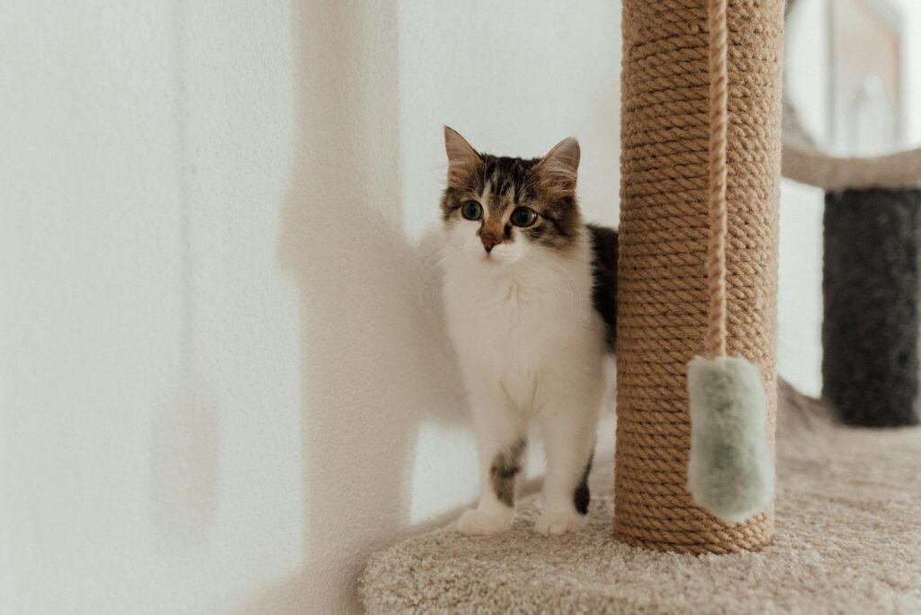 Gato doméstico adorável ao lado de arranhador de corda em ambiente interno aconchegante