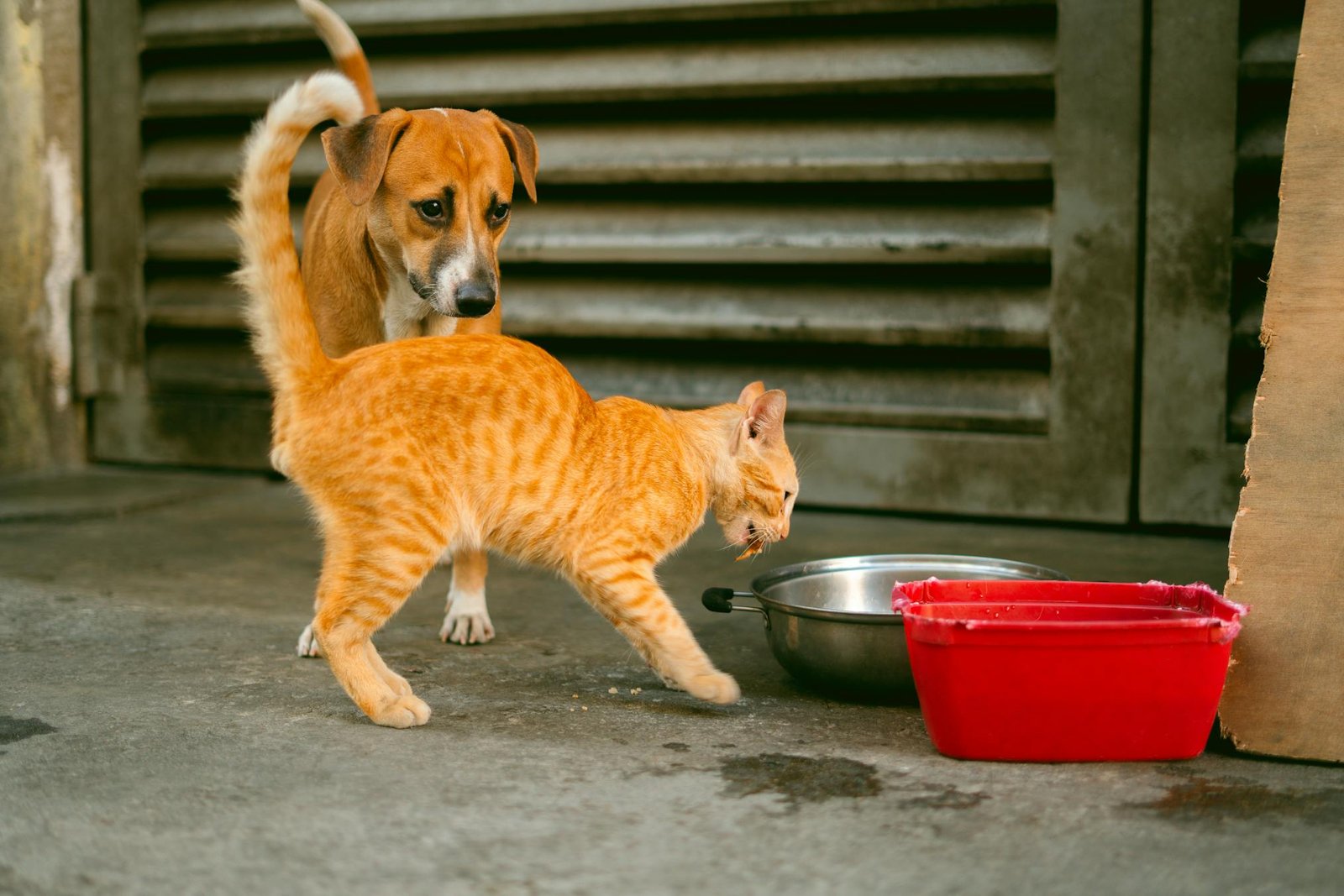Gato e cachorro próximos a tigelas de comida na rua de Manila