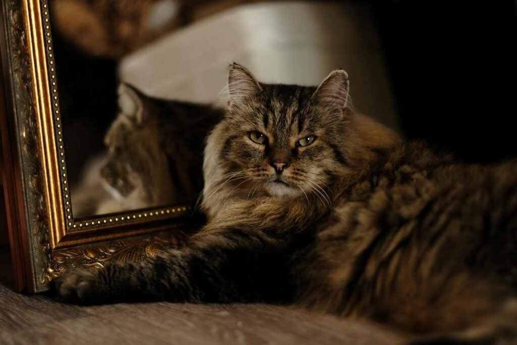Gato fofo olhando seu reflexo em espelho dourado ornamentado – retrato charmoso