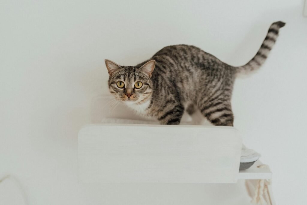 Gato malhado fofo em prateleira branca minimalista dentro de casa