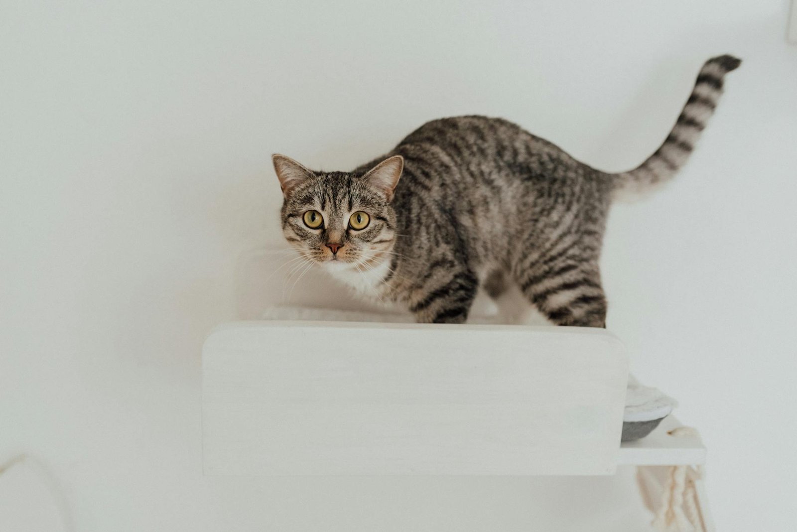 Gato malhado fofo em prateleira branca minimalista dentro de casa