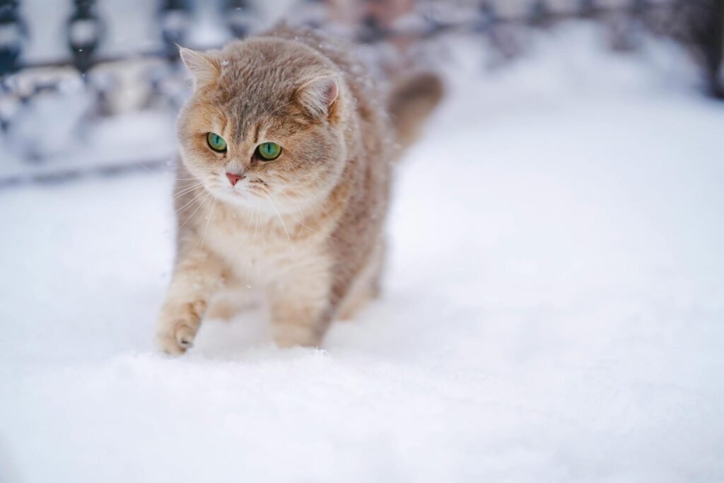 Gato fofo e peludo com olhos verdes explorando a neve em um dia de inverno