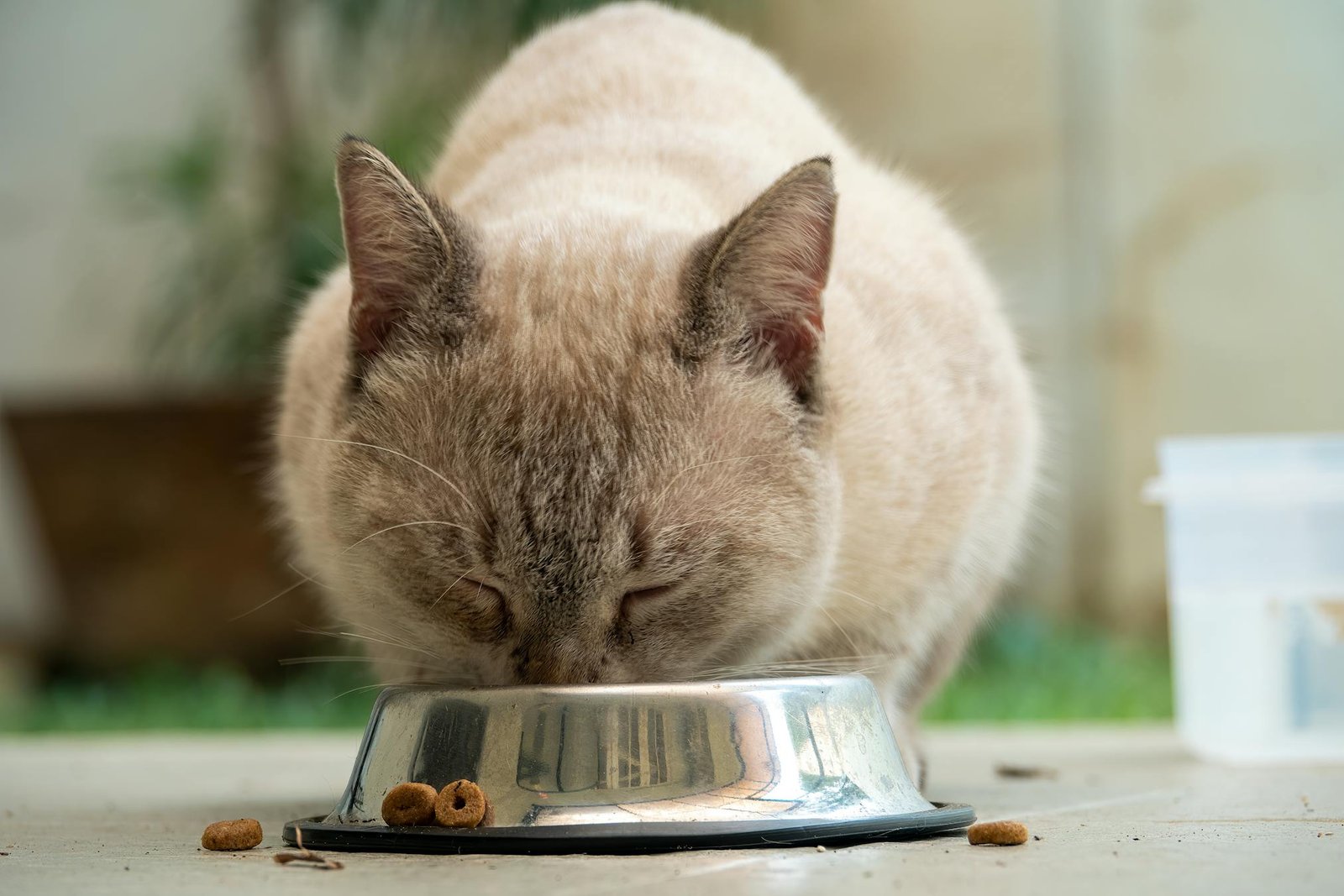 Gato siamês comendo de tigela metálica ao ar livre em Jacarta, Indonésia
