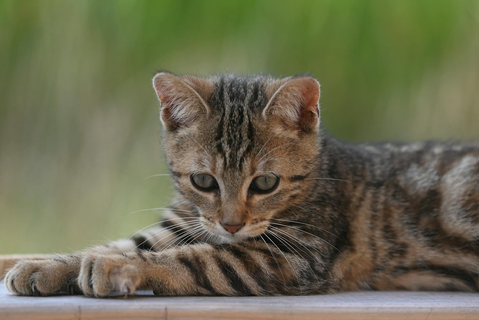 Gato tabby adorável relaxando ao ar livre com fundo verde vibrante