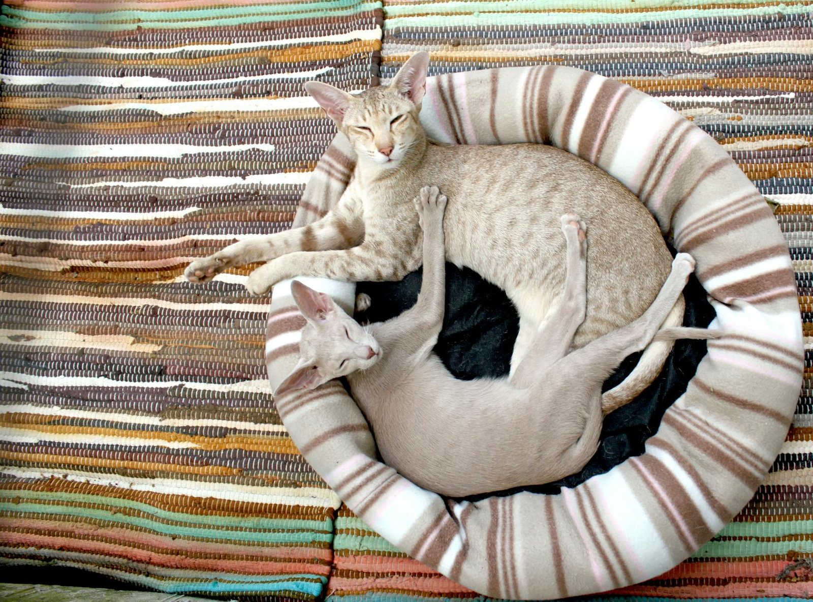 Dois gatos Oriental Shorthair aconchegantes em cama listrada, transmitindo calor e conforto