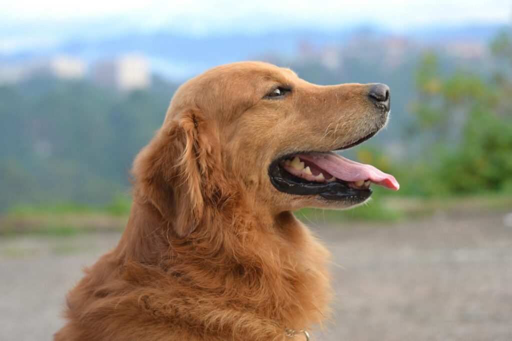 Golden retriever adorável aproveitando um dia ensolarado ao ar livre com a língua para fora