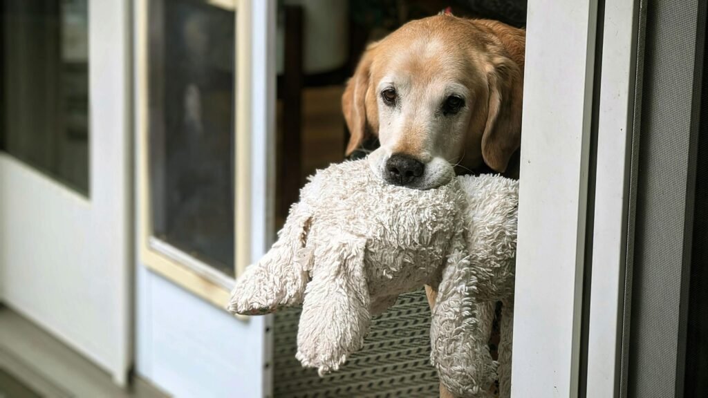 Labrador Retriever dourado adorável com brinquedo de pelúcia na entrada da porta