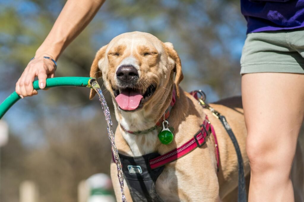 Labrador retriever feliz bebendo água de mangueira em dia ensolarado, demonstrando alegria e brincadeira