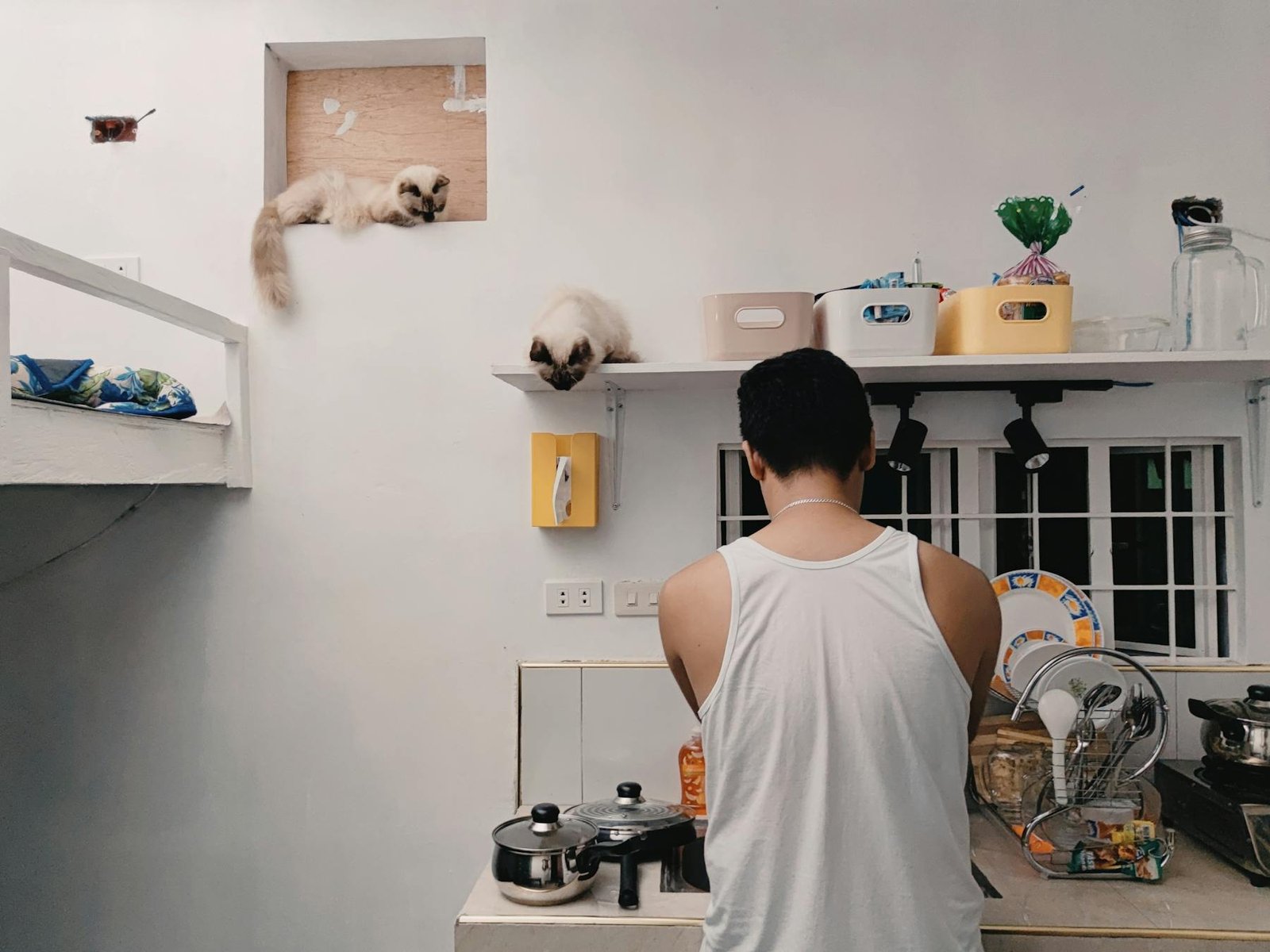 Jovem lavando louça na cozinha aconchegante com gatos siameses brincando nas prateleiras