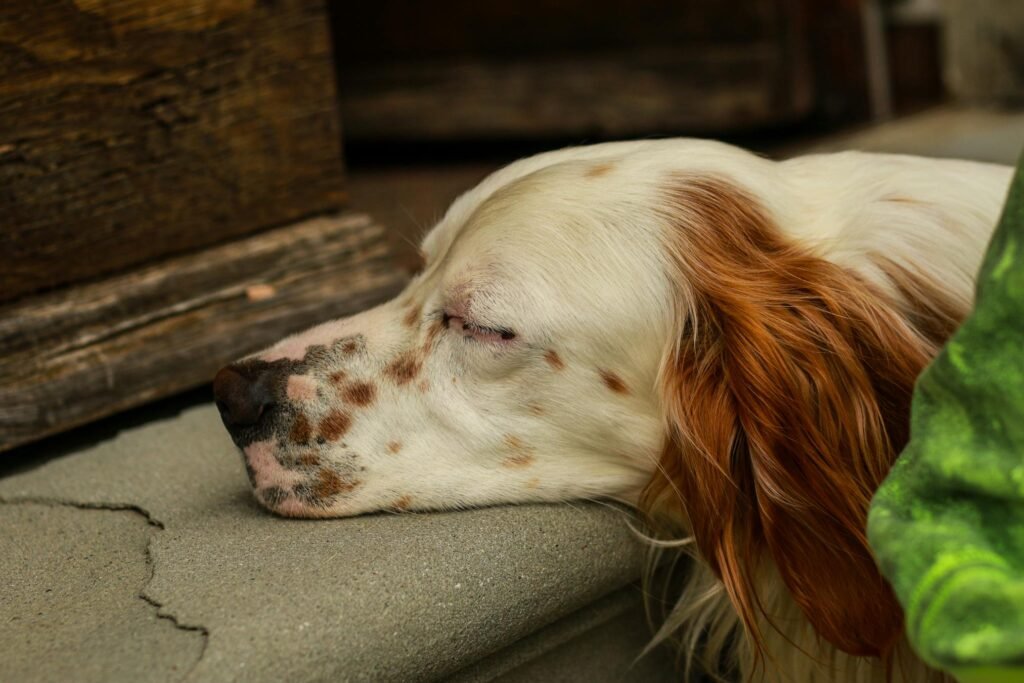 Cena tranquila de cachorro dormindo na soleira da porta, transmitindo paz e conforto