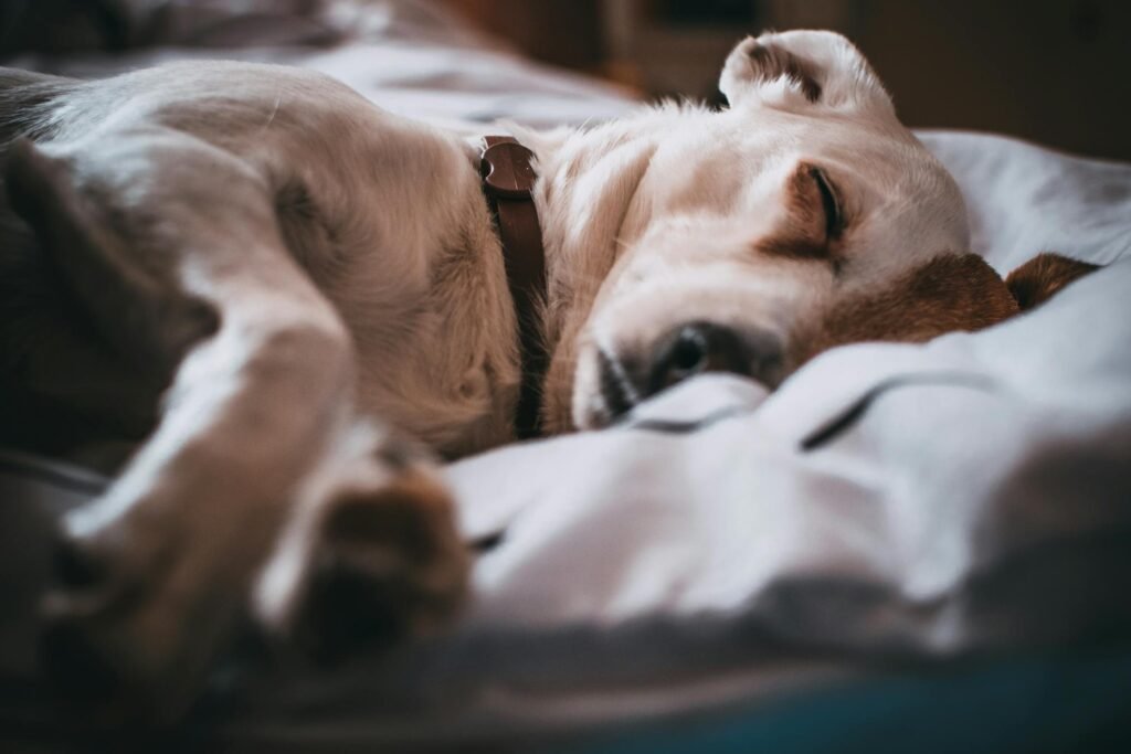 Cachorro adorável dormindo tranquilamente na cama em close-up com foco suave