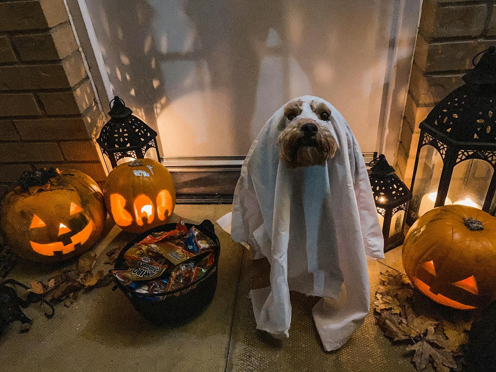 Cachorro fofo fantasiado de fantasma com abóboras e lanternas, tema perfeito para Halloween festivo
