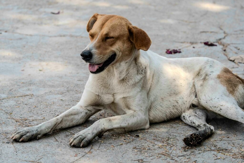 Cachorro marrom e branco feliz deitado ao sol em calçada ao ar livre