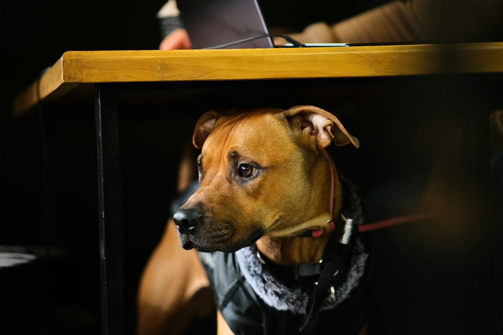 Cachorro marrom usando casaco em ambiente interno sob a mesa