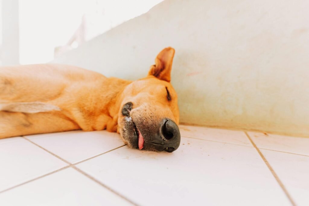 Cachorro tranquilo dormindo no chão branco de azulejos, ambiente interno sereno