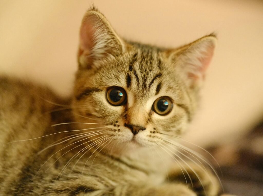 Close-up de filhote de gato tabby adorável com olhos expressivos e pelo macio