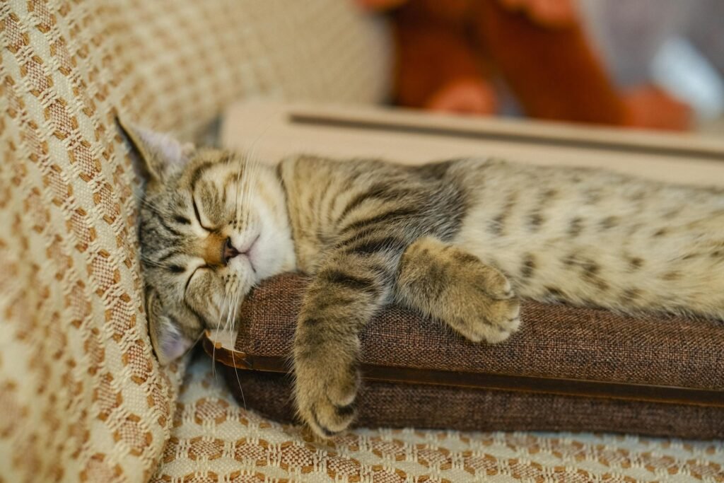 Gatinho tabby adorável dormindo confortavelmente em almofada de sofá com padrão aconchegante