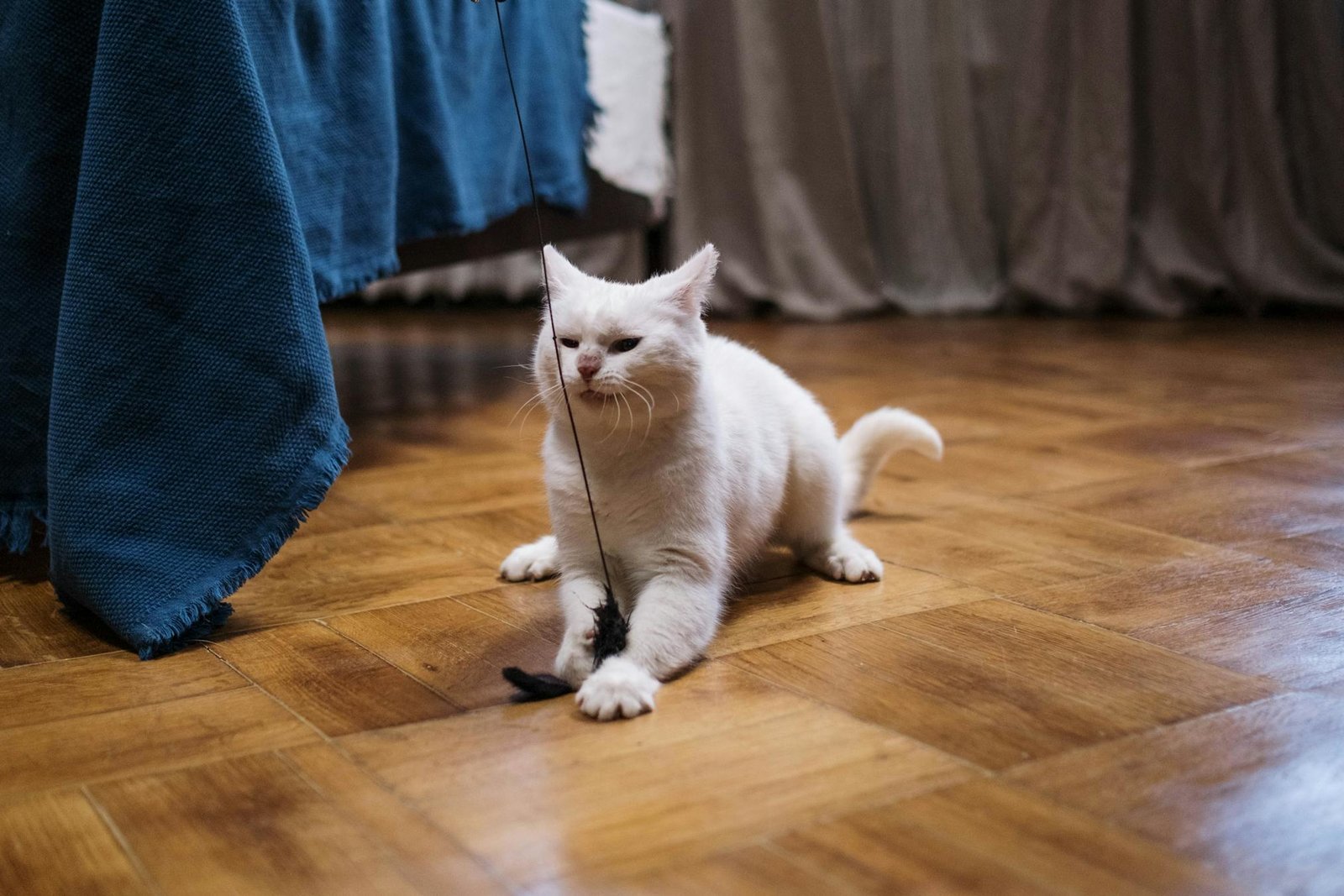 Gato branco fofo brincando com brinquedo em piso de madeira ao lado da cama