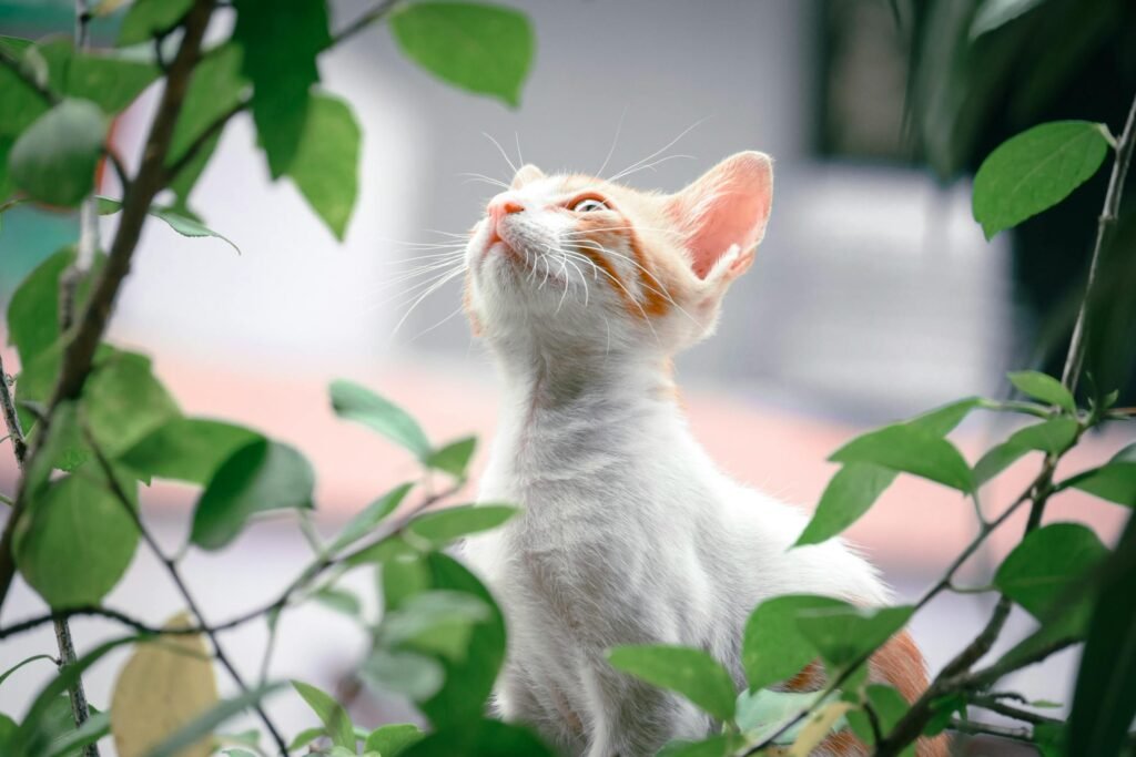 Gato branco e laranja olhando para cima entre folhas verdes vibrantes em jardim iluminado pelo sol