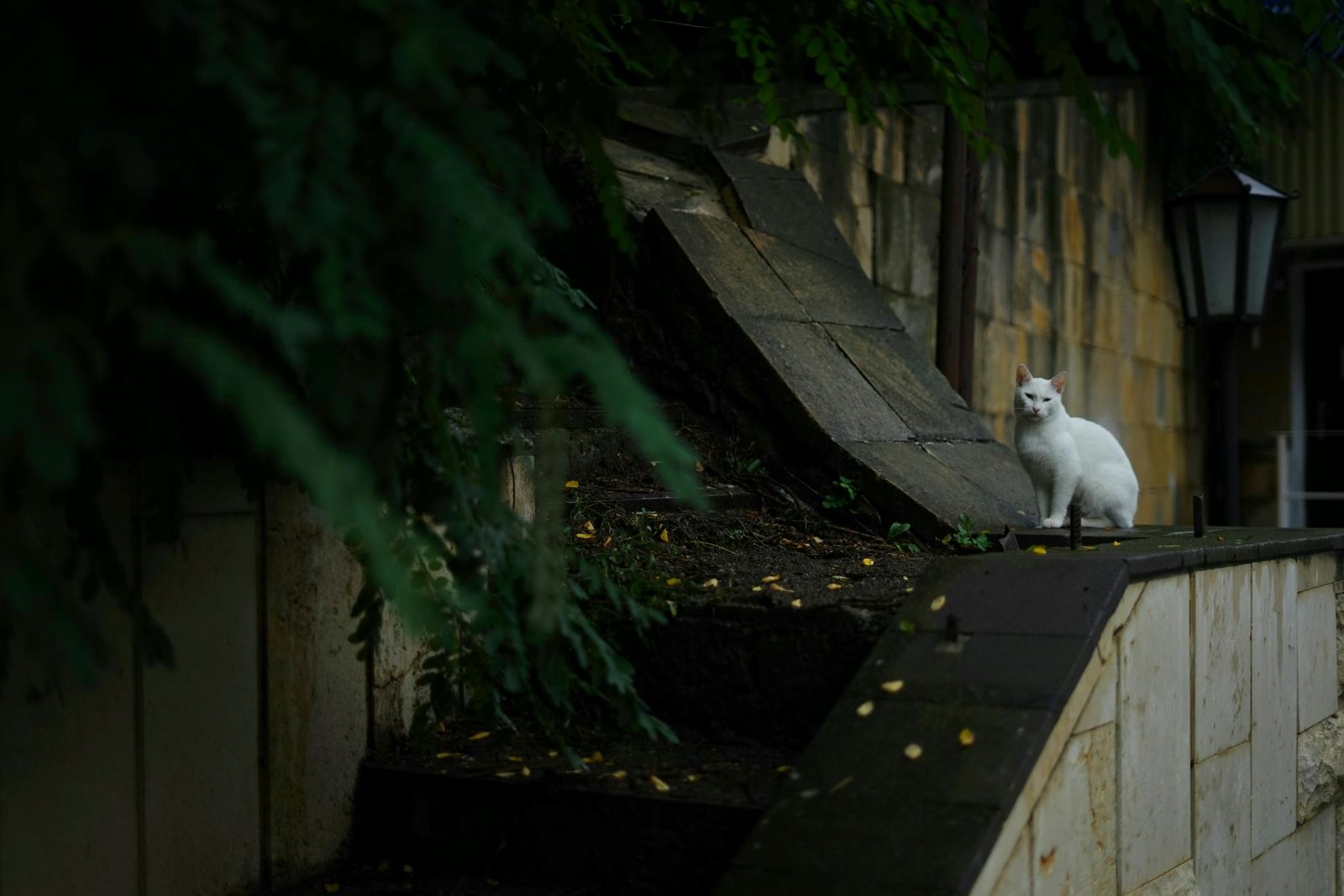 Gato branco solitário sentado em degraus de pedra ao ar livre cercado por vegetação