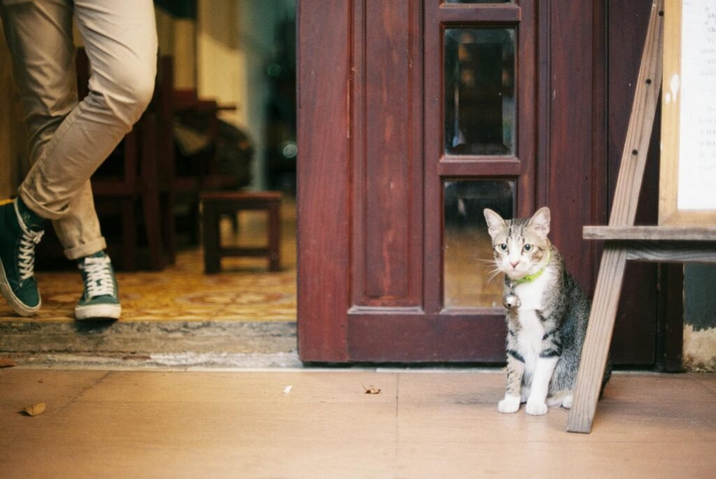 Gato doméstico sentado próximo à porta de madeira em ambiente interno aconchegante