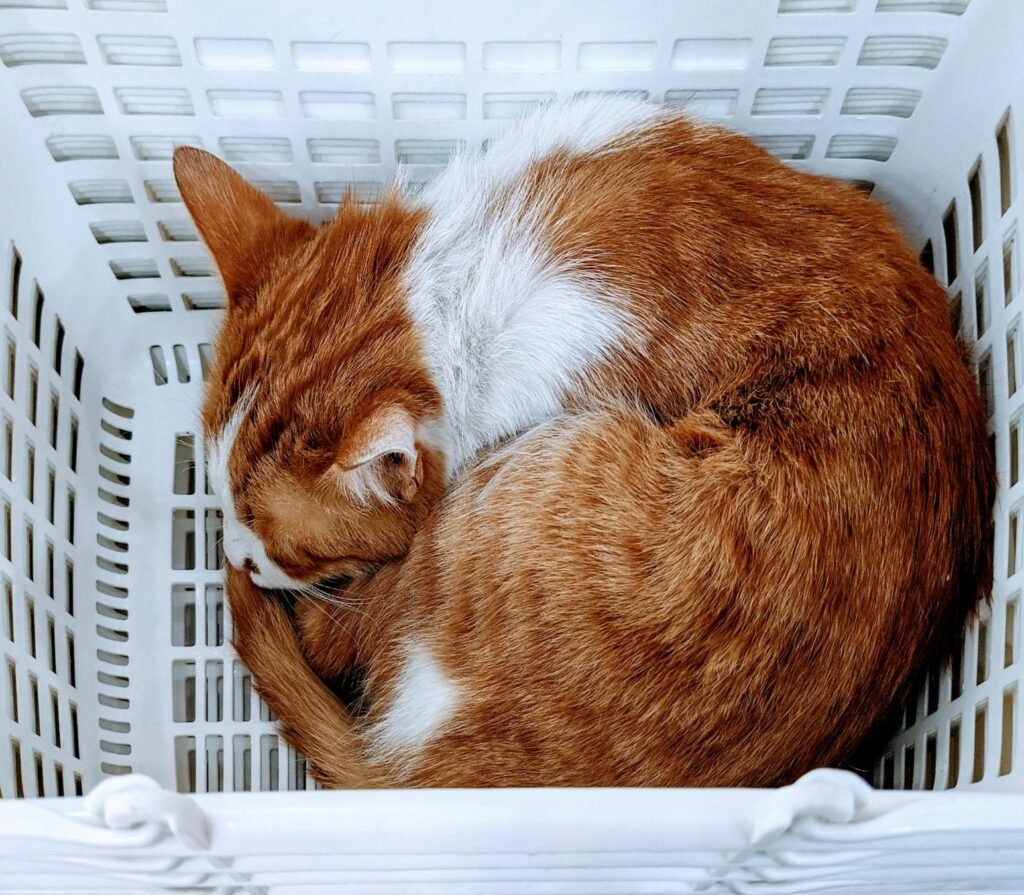 Gato laranja e branco dormindo enrolado em cesta plástica de roupa, ideal para amantes de pets