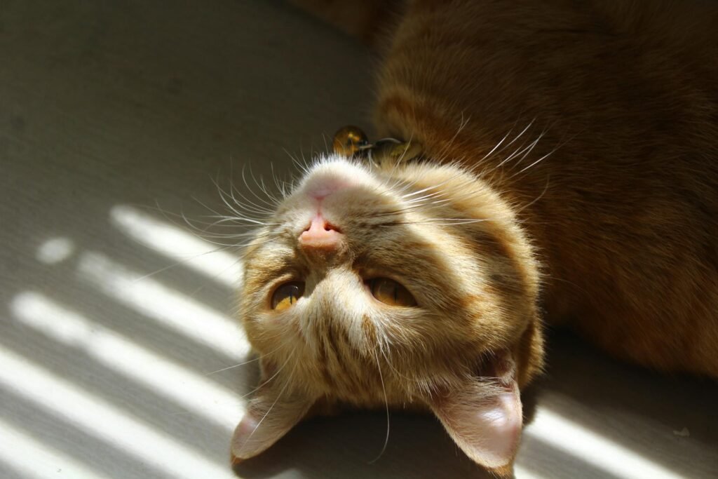 Gato laranja charmoso aproveitando o sol dentro de casa, ideal para amantes de gatos e designs temáticos de pets