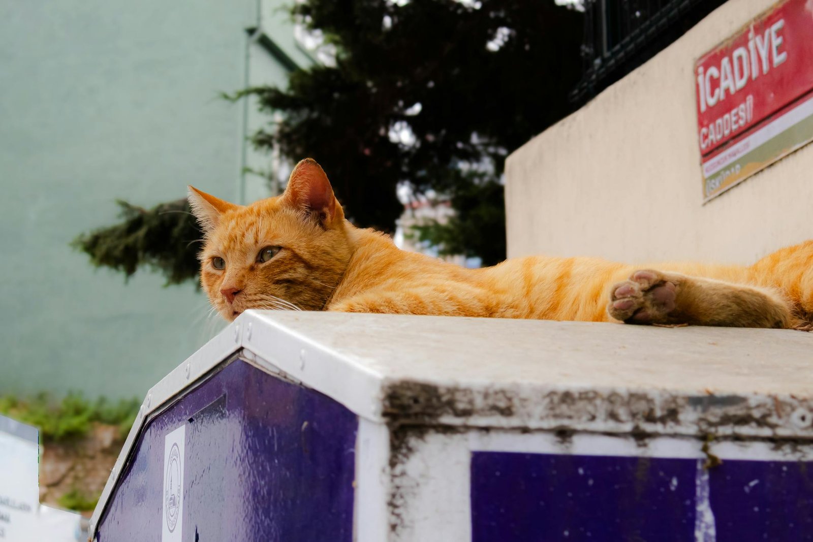 Gato laranja repousando tranquilamente em beira de rua em Istambul, Turquia
