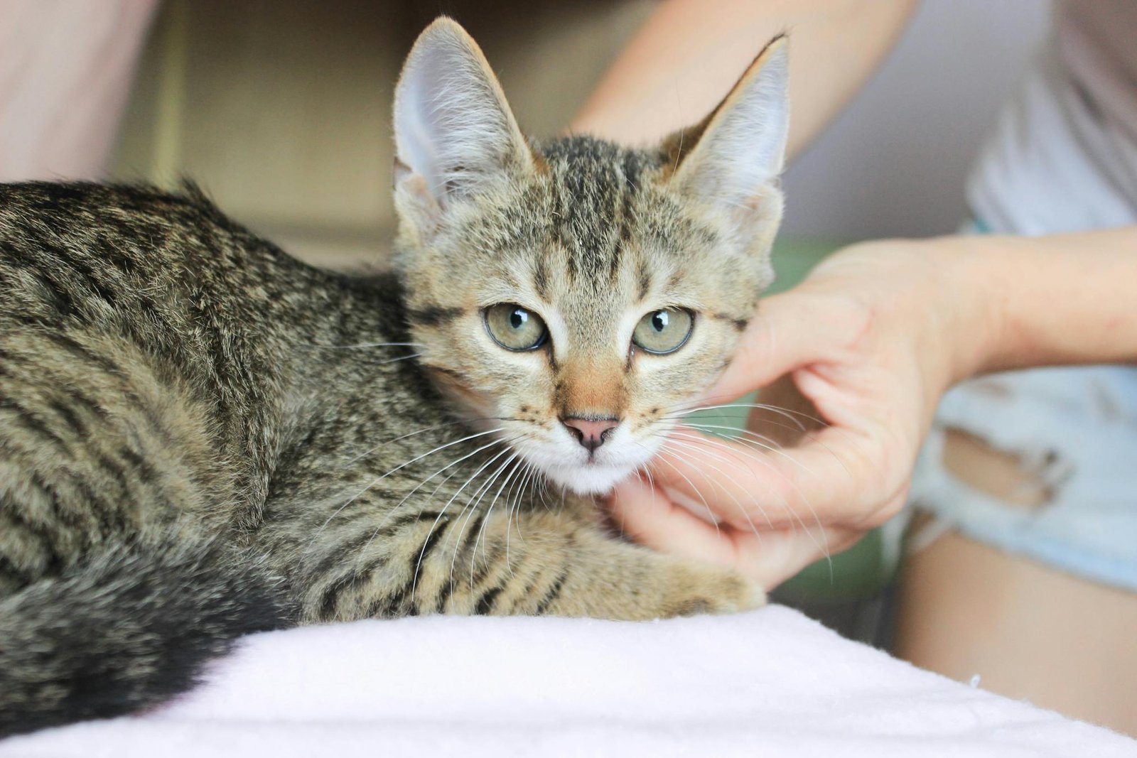 Gato malhado fofo sendo acariciado delicadamente em ambiente interno aconchegante