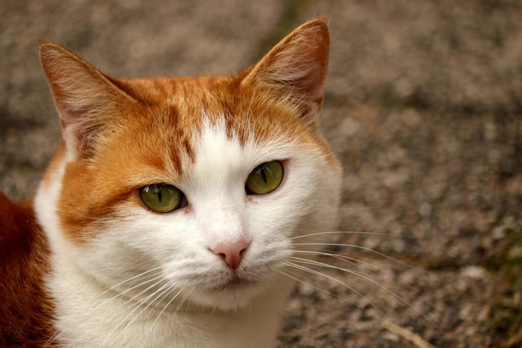 Gato ruivo e branco com olhos verdes olhando diretamente para a câmera em close-up cativante