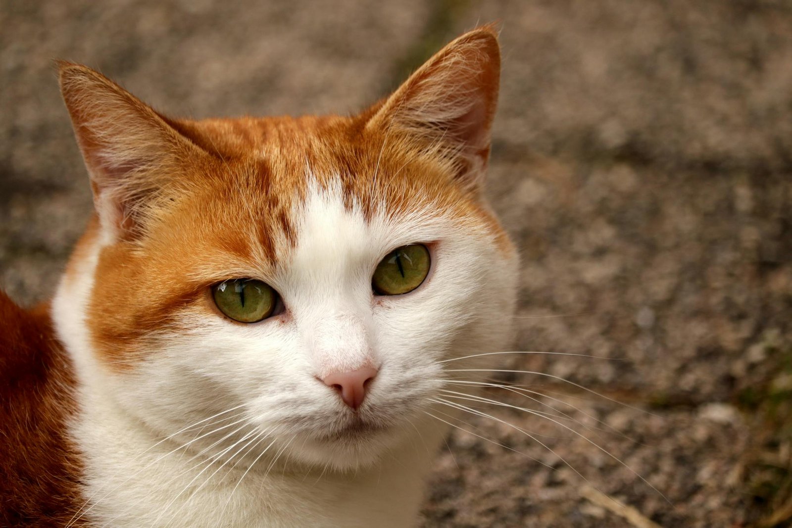 Gato ruivo e branco com olhos verdes olhando diretamente para a câmera em close-up cativante