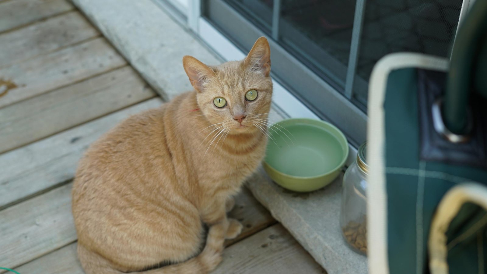 Gato ruivo sentado ao lado de tigela em deck de madeira - foto natural de pet