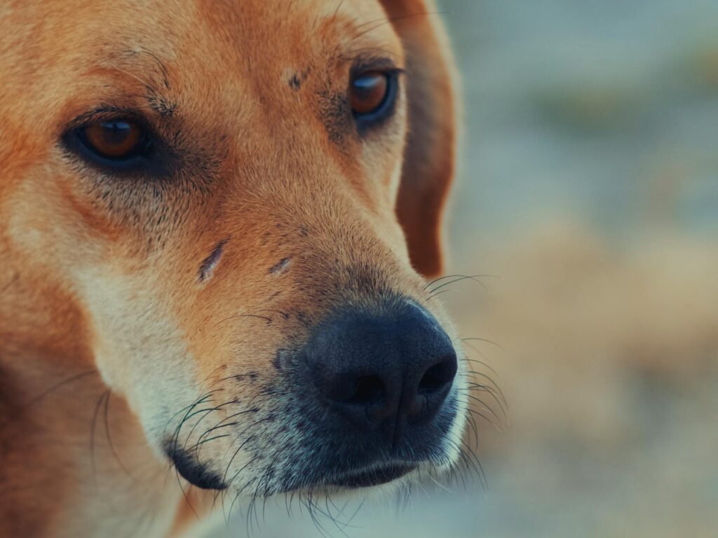 Close-up detalhado do rosto de um cachorro, destacando sua lealdade e inocência