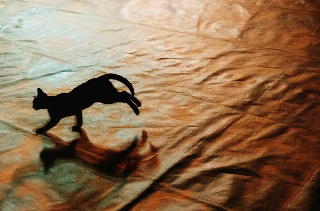 Silhueta artística de gato correndo em superfície texturizada com iluminação dramática